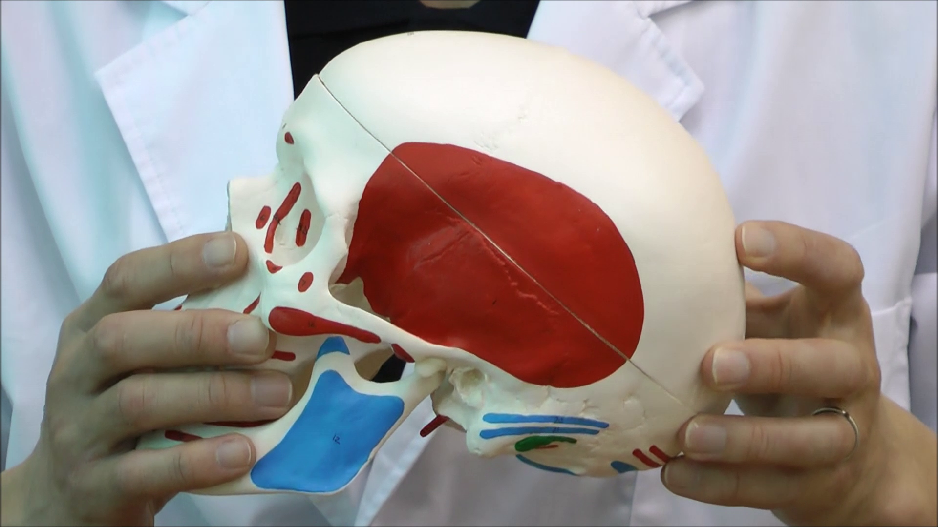 Amazon.co.jp: 筋の起始・停止部に着色した頭蓋骨模型 - 頭蓋，筋表示